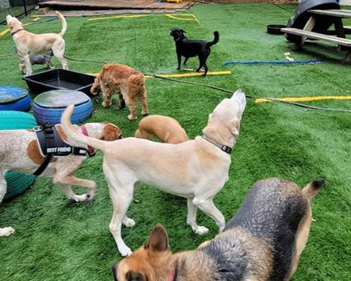 dog-day-care-in-coimbatore