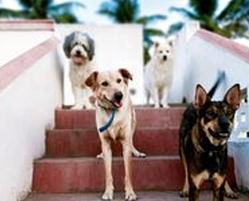 Pet Boarding in Coimbatore